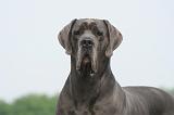 DOGUE ALLEMAND 454